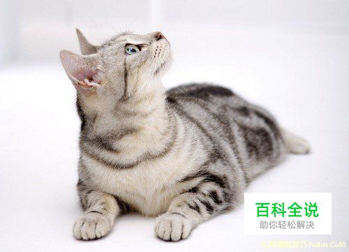 猫咪拍摄技巧完全攻略
