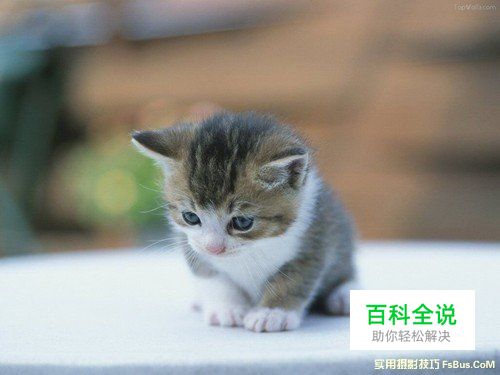 猫咪拍摄技巧完全攻略