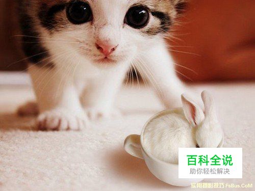 猫咪拍摄技巧完全攻略