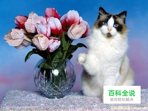 猫咪拍摄技巧完全攻略