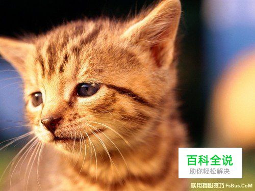 猫咪拍摄技巧完全攻略