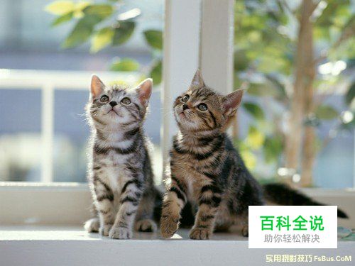 猫咪拍摄技巧完全攻略