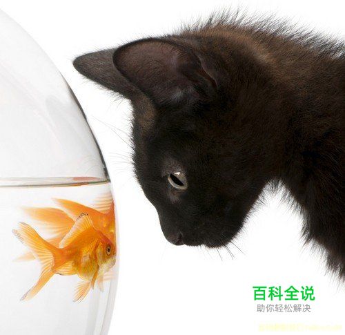 猫咪拍摄技巧完全攻略