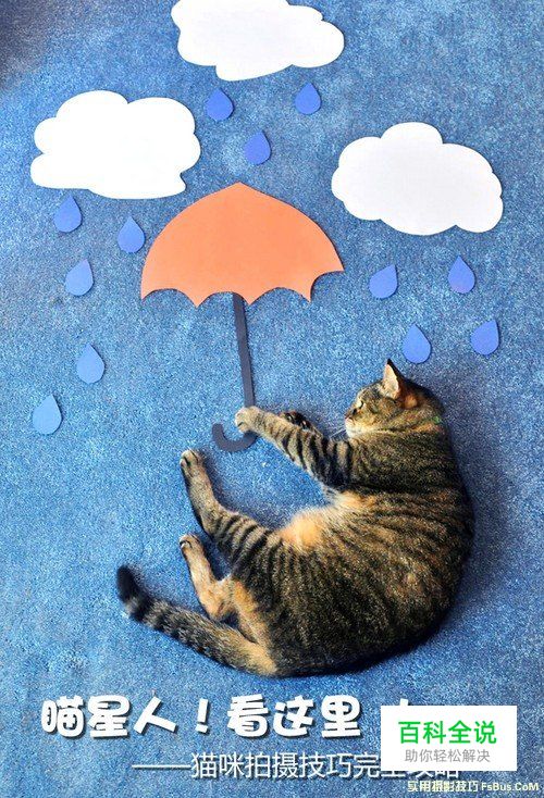 猫咪拍摄技巧完全攻略