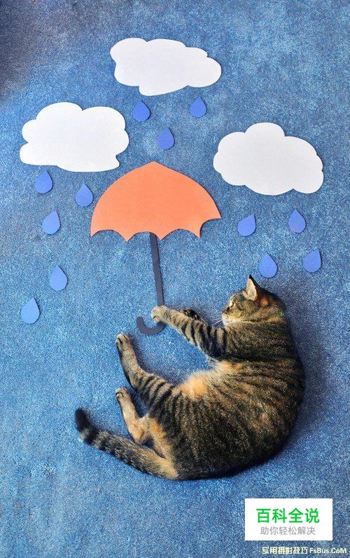 猫咪拍摄技巧完全攻略