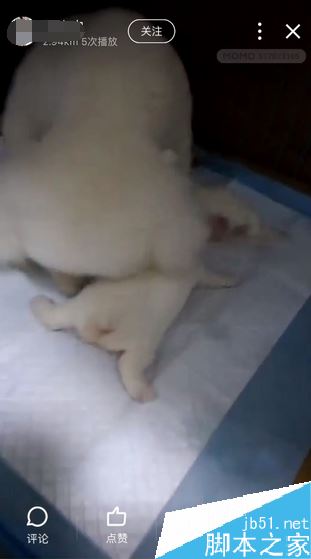 陌陌怎么保存他人的视频?陌陌视频下载教程