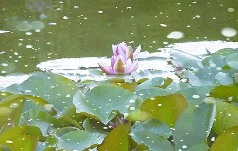 美图秀秀怎么给照片添加雪花效果?