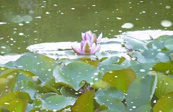 美图秀秀怎么给照片添加雪花效果?