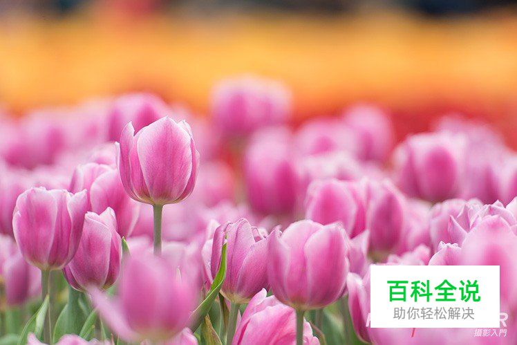 利用有趣点突出相片主角的5个方法