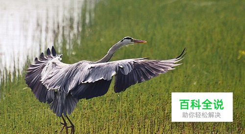 鸟类摄影实用教程