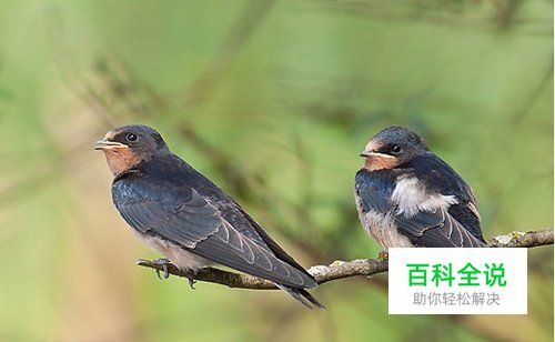 鸟类摄影实用教程