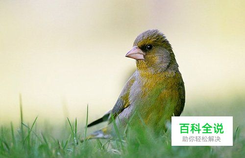 鸟类摄影实用教程