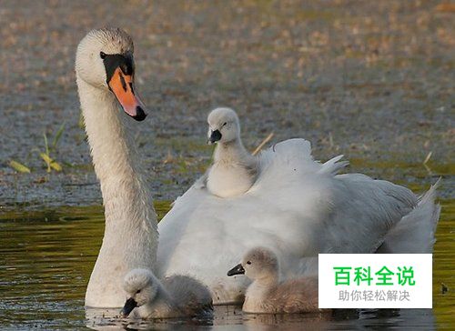 鸟类摄影实用教程