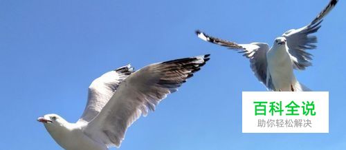 oppo拍照手机如何拍出好看的照片的经验分享