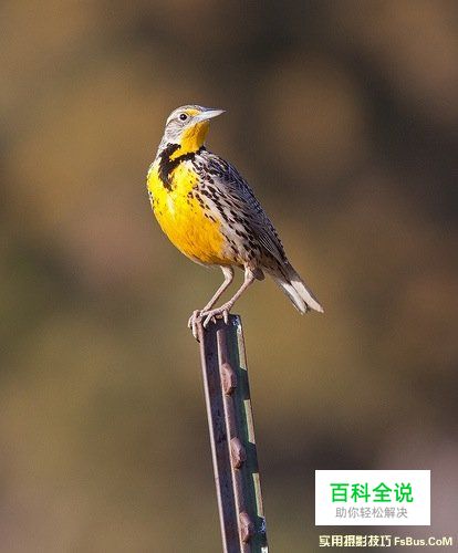 拍出精彩鸟类照片的8个小技巧