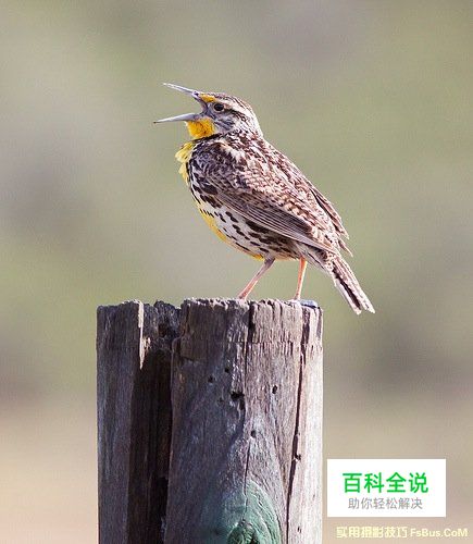 拍出精彩鸟类照片的8个小技巧