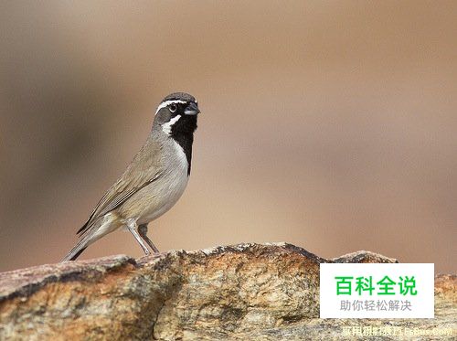 拍出精彩鸟类照片的8个小技巧