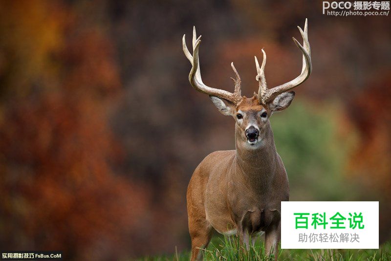 评点全球最贵的10支镜头