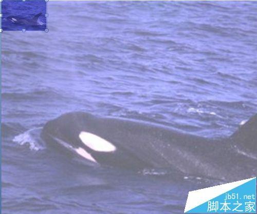 PPT怎么制作一个鲸鱼图片开头动画?