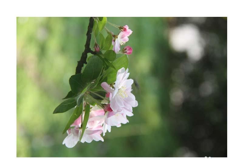 ppt怎么制作点击图片实现缩放动画效果?