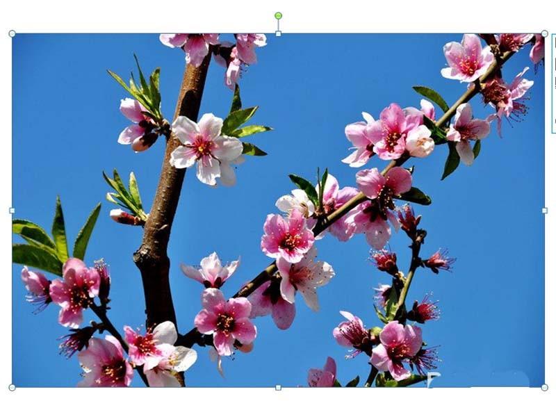 ppt2010怎么使用onekey插件给图片调色?