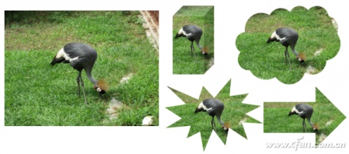 PPT2013自带的图片处理功能如何使用