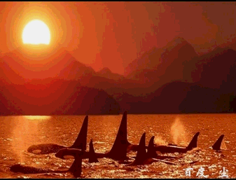 PPT怎么制作一个鲸鱼图片开头动画?