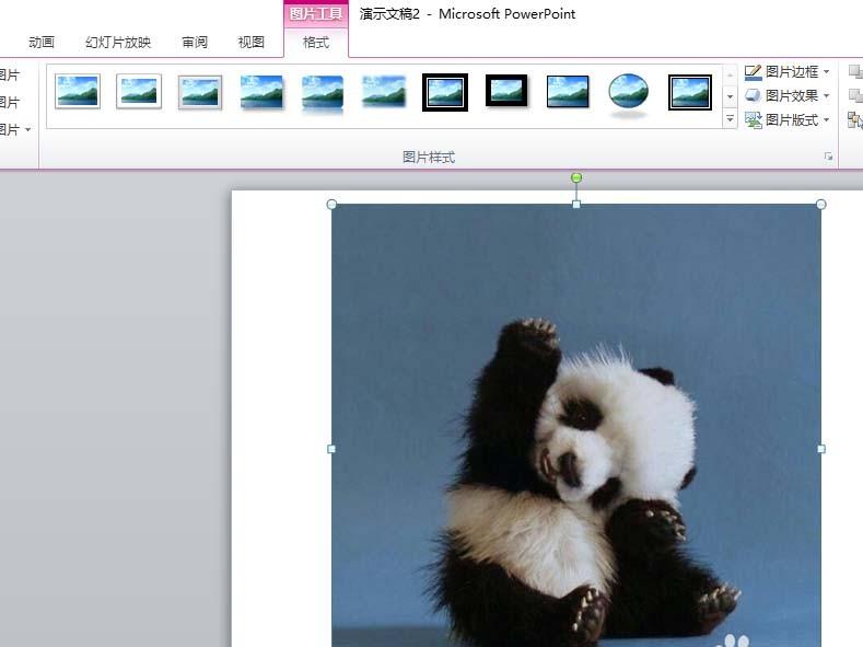 ppt图片怎么裁剪成圆形图?