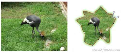 PPT2013自带的图片处理功能如何使用