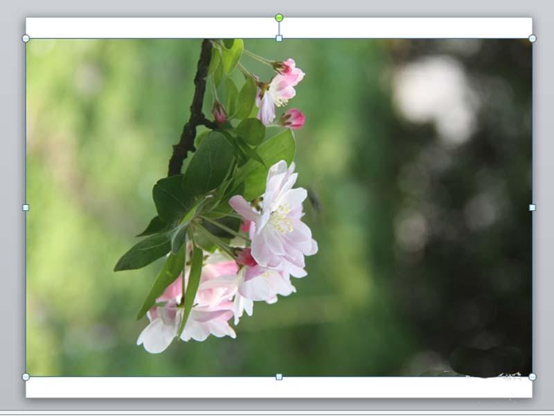 ppt怎么制作点击图片实现缩放动画效果?