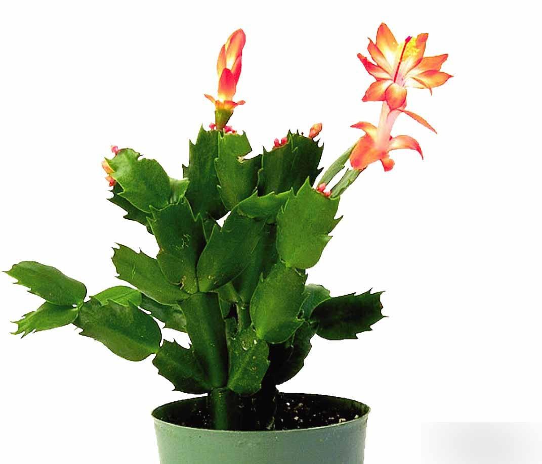 Premiere制作画面静态马赛克效果