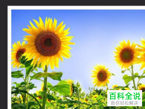 PS如何给图片添加白色边框