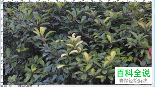 PS软件Photoshop中怎么设置图片的像素长宽比