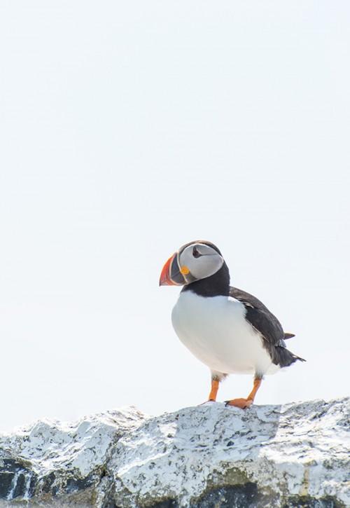 PS神器内容识别用途详解