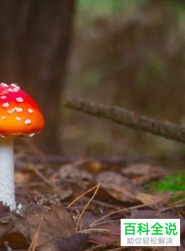 PS怎么使用切片工具裁剪并保存切片