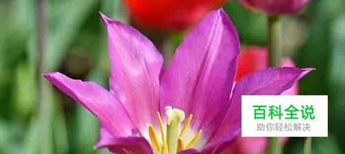 QLV格式怎么转换成MP4呢？