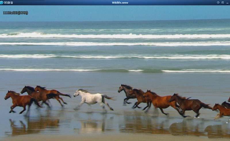 QQ影音怎么打开本地视频? QQ影音播放本地视频的教程