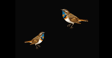 如何将gif格式转换为视频mp4格式