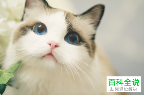 如何将Word文档中的图片导出为原图？