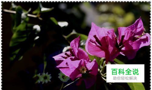 如何拍出花的黑背景