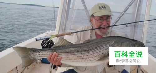 如何申请大鱼号？