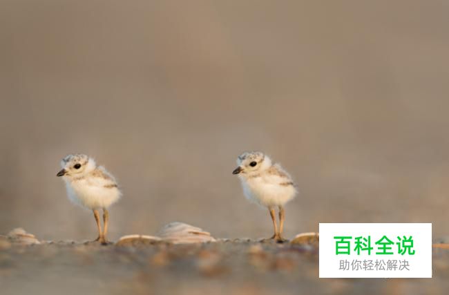 如何使用PS的位移滤镜快速偏移画面