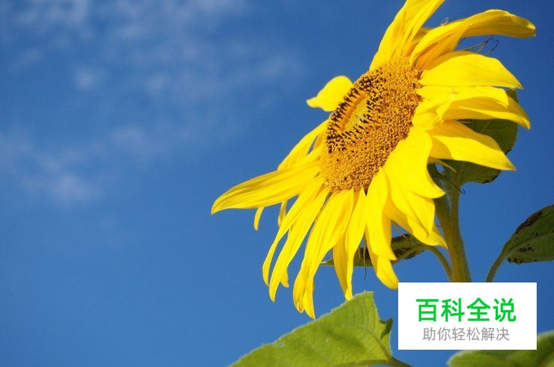 如何通过构图增强作品的视觉吸引力