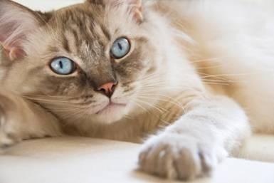 如何统一word中图片大小