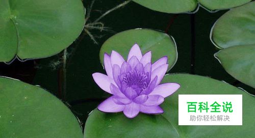 如何用PS给图片换色？