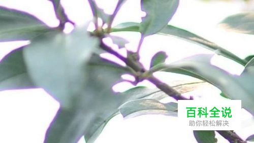 如何用PS去除照片紫边 相片有紫边怎么去掉呢