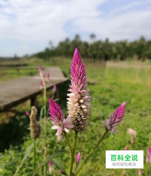 如何用手机拍出文艺范儿的照片美图？