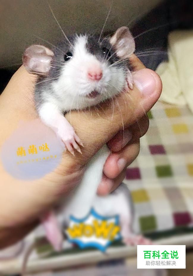 如何用手机软件P照片