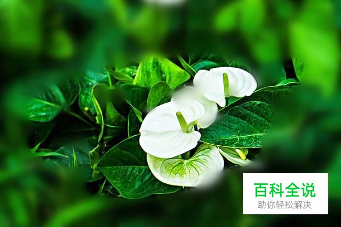 如何用美图秀秀制作局部虚化图？