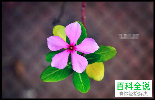 如何用美图秀秀在图片中加上马赛克?